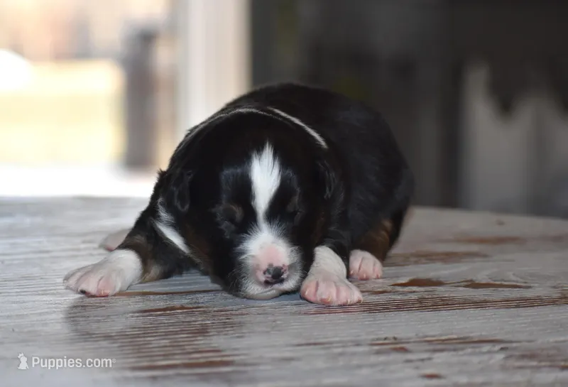 Norway, a male Miniature Australian Shepherd for sale in Mount Airy, NC – Photo 1 of 2
