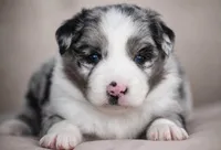 Ranger, a male Miniature Australian Shepherd for sale in Mount Airy, NC – 3 of 3