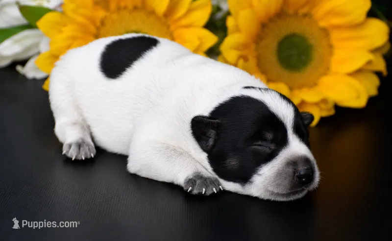 Female 3 – Australian Cattle Dog puppy for sale in Mount Airy, NC