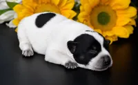 Female 3, a female Australian Cattle Dog for sale in Mount Airy, NC – 1 of 4