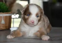 Colt, a male Miniature Australian Shepherd for sale in Mount Airy, NC – 2 of 3