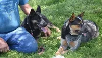 Male 2, a male Australian Cattle Dog for sale in Mount Airy, NC – 3 of 4