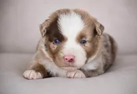 Colt, a male Miniature Australian Shepherd for sale in Mount Airy, NC – 3 of 3