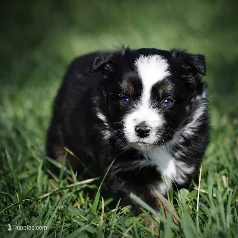 Lilac – Miniature Australian Shepherd puppy for sale in Mount Airy, NC