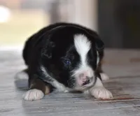 Lilac, a female Miniature Australian Shepherd for sale in Mount Airy, NC – Photo 2 of 2