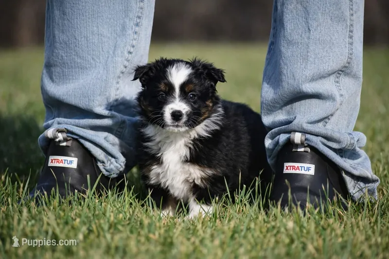 Lilac – Miniature Australian Shepherd puppy for sale in Mount Airy, NC