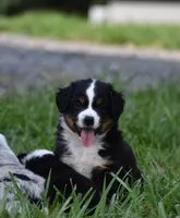 Glory - Ready Now , a female Miniature Australian Shepherd for sale in Mount Airy, NC – 3 of 5