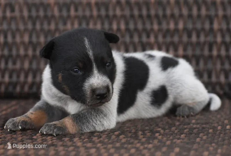Male 2 – Australian Cattle Dog puppy for sale in Mount Airy, NC
