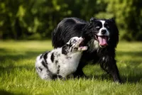 Dakota - Ready Now , a male Miniature Australian Shepherd for sale in Mount Airy, NC – 3 of 5