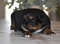 Amber, a female Miniature Australian Shepherd for sale in Mount Airy, NC – Photo 2 of 2