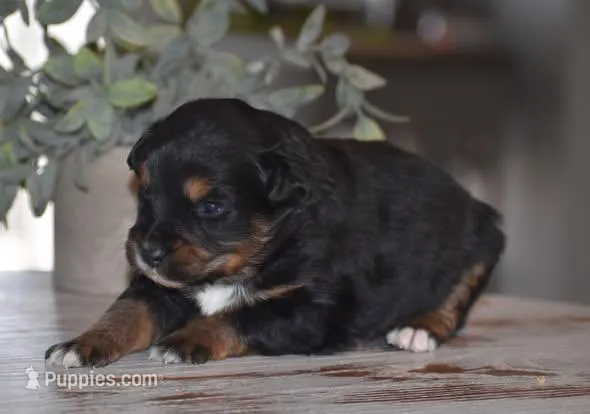 Amber, a female Miniature Australian Shepherd for sale in Mount Airy, NC – Photo 1 of 2