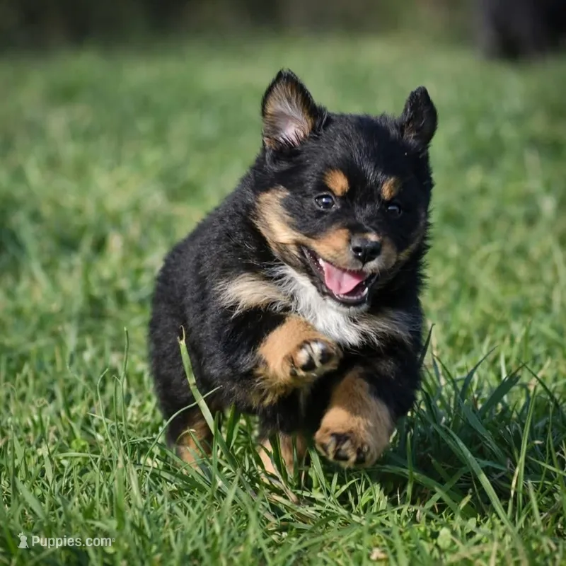 Amber – Miniature Australian Shepherd puppy for sale in Mount Airy, NC