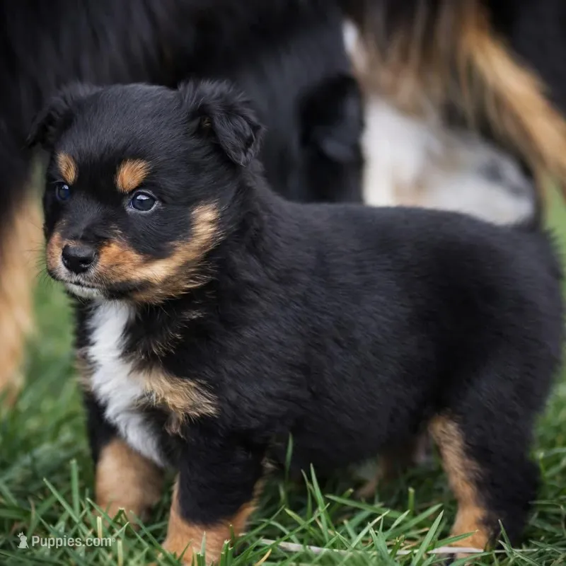 Amber – Miniature Australian Shepherd puppy for sale in Mount Airy, NC