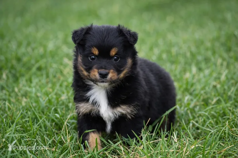 Amber – Miniature Australian Shepherd puppy for sale in Mount Airy, NC