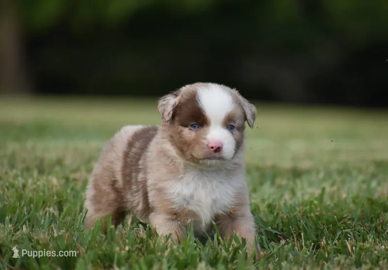 Colt – Miniature Australian Shepherd puppy for sale in Mount Airy, NC