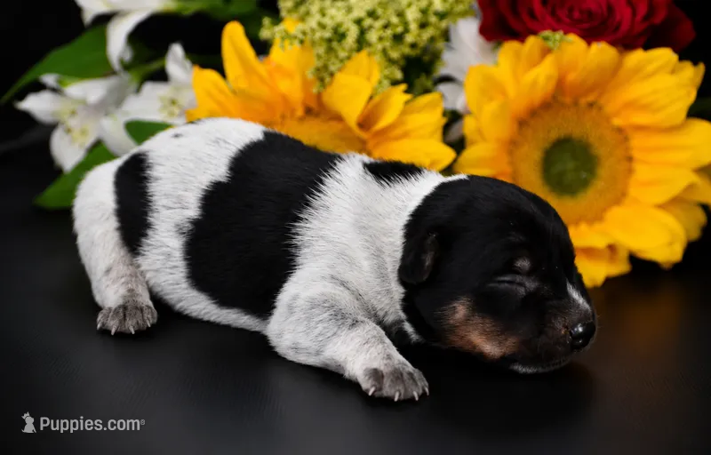 Female 2 – Australian Cattle Dog puppy for sale in Mount Airy, NC