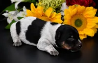 Female 2, a female Australian Cattle Dog for sale in Mount Airy, NC – 1 of 3