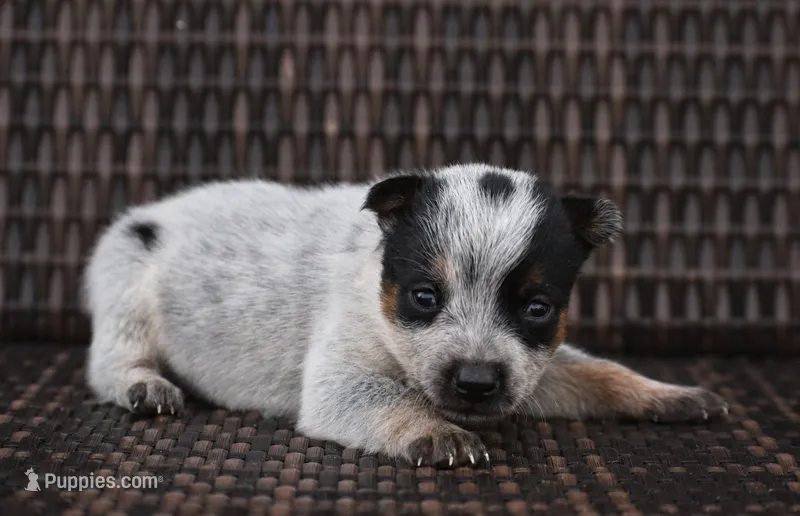 Female 1 – Australian Cattle Dog puppy for sale in Mount Airy, NC