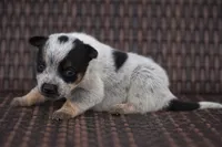 MINI Female, a female Australian Cattle Dog for sale in Mount Airy, NC – 3 of 6