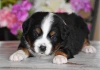 Glory - Ready Now , a female Miniature Australian Shepherd for sale in Mount Airy, NC – 2 of 5