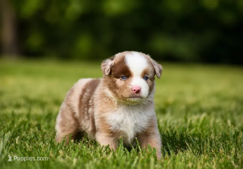 Colt – Miniature Australian Shepherd puppy for sale in Mount Airy, NC