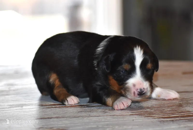 Willow, a male Miniature Australian Shepherd for sale in Mount Airy, NC – Photo 1 of 2