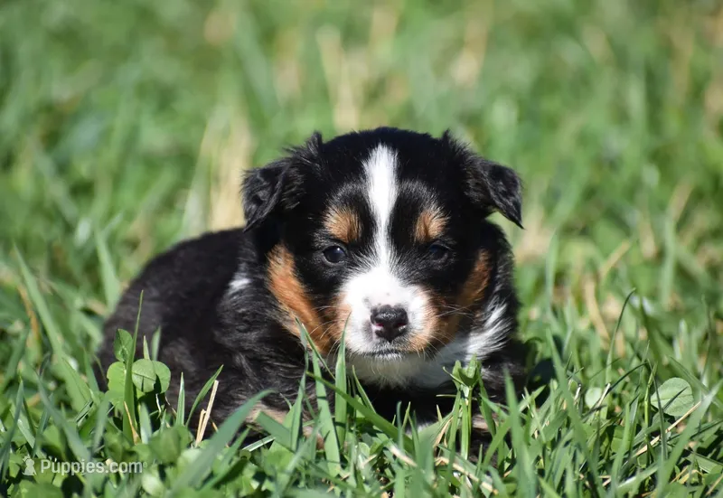 Willow – Miniature Australian Shepherd puppy for sale in Mount Airy, NC