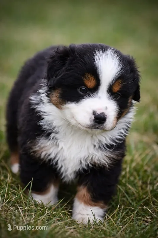 Flint – Miniature Australian Shepherd puppy for sale in Mount Airy, NC