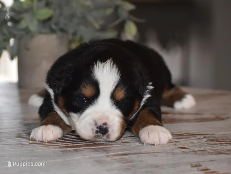 Flint, a male Miniature Australian Shepherd for sale in Mount Airy, NC – Photo 1 of 2