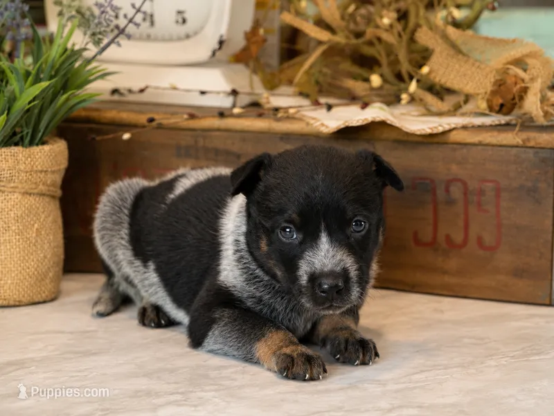 Male 2 – Australian Cattle Dog puppy for sale in Mount Airy, NC