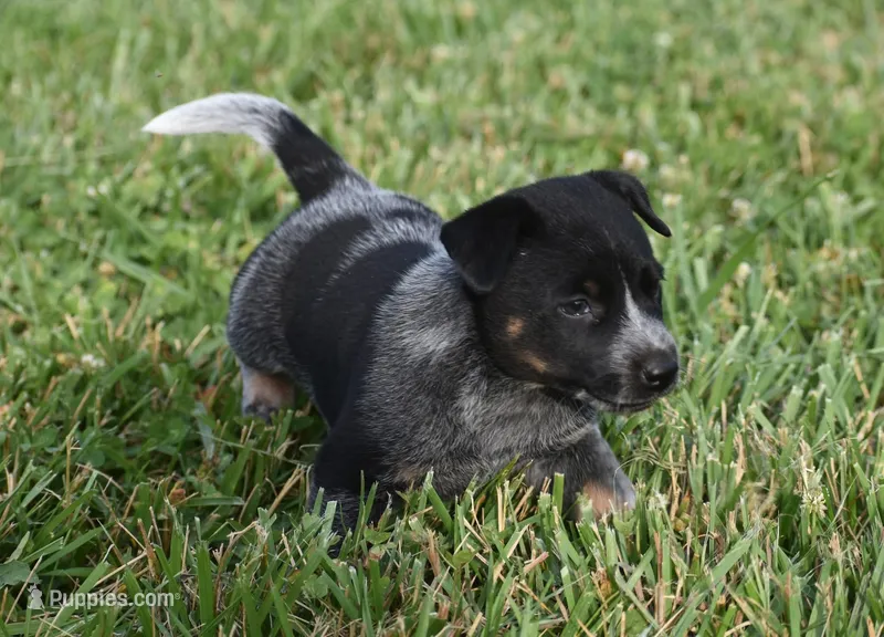 Male 2 – Australian Cattle Dog puppy for sale in Mount Airy, NC