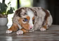 Dixie, a female Miniature Australian Shepherd for sale in Mount Airy, NC – 3 of 3