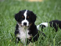 Glory - Ready Now , a female Miniature Australian Shepherd for sale in Mount Airy, NC – 5 of 5