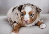 Dixie, a female Miniature Australian Shepherd for sale in Mount Airy, NC – 2 of 3