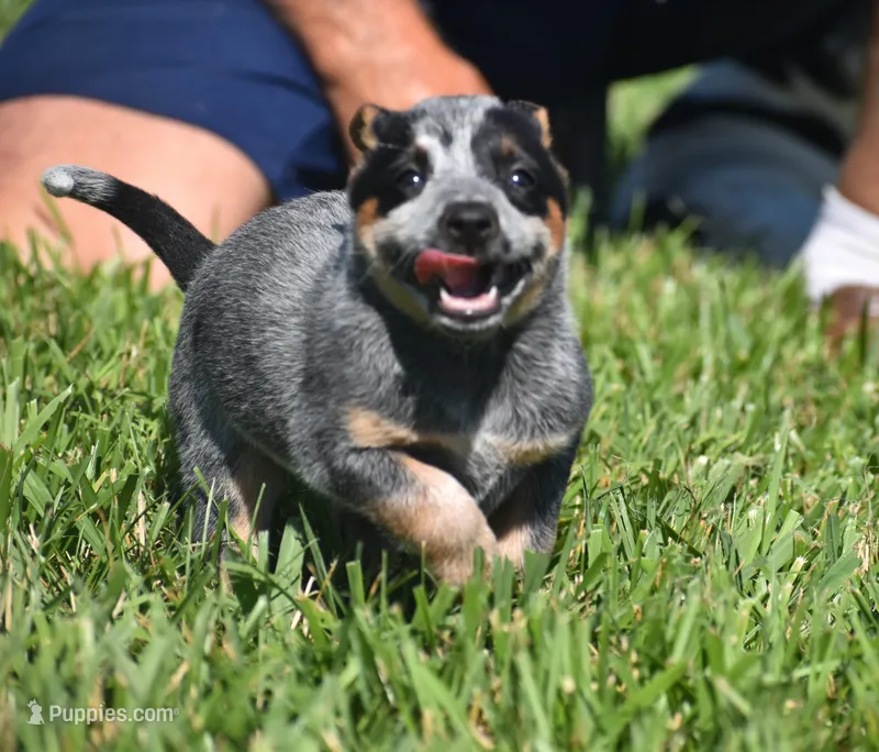 MINI Female – Australian Cattle Dog puppy for sale in Mount Airy, NC
