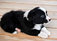 Scarlett, a female Miniature Australian Shepherd for sale in Mount Airy, NC – 2 of 3