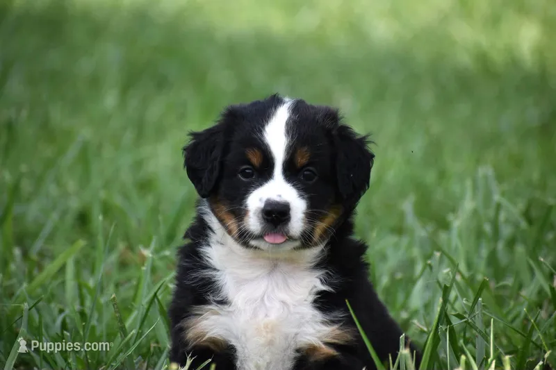 Glory - Ready Now  – Miniature Australian Shepherd puppy for sale in Mount Airy, NC