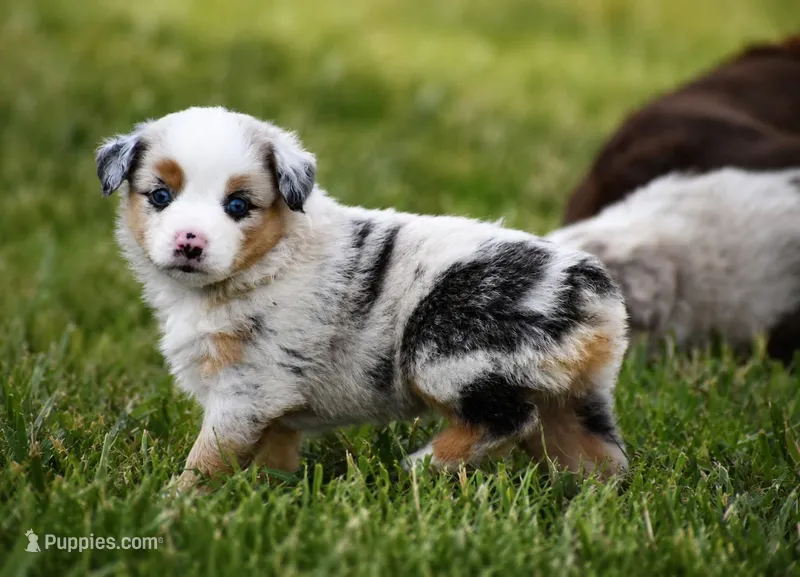 Cheyenne – Miniature Australian Shepherd puppy for sale in Mount Airy, NC