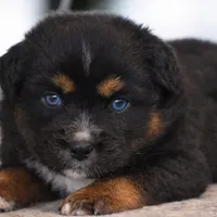Onyx - Double Blues, a male Miniature Australian Shepherd for sale in Mount Airy, NC – Photo 6 of 10