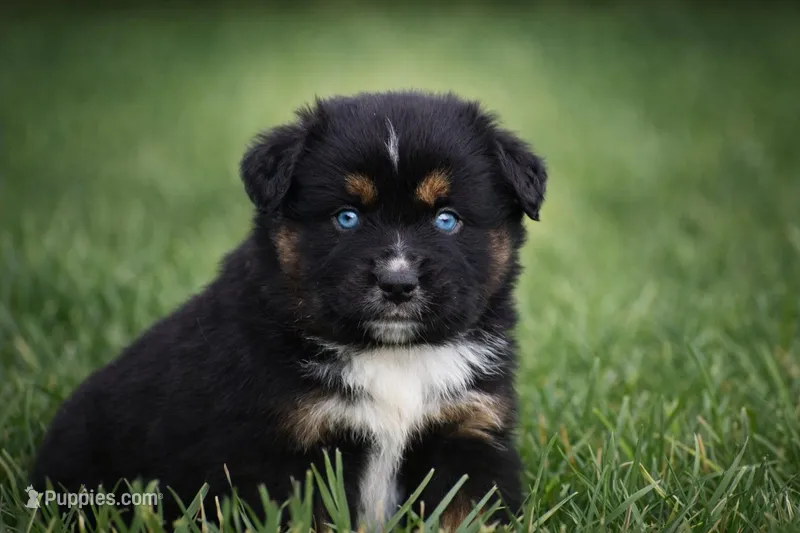 Onyx - Double Blues – Miniature Australian Shepherd puppy for sale in Mount Airy, NC