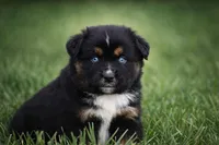 Onyx - Double Blues, a male Miniature Australian Shepherd for sale in Mount Airy, NC – Photo 1 of 10