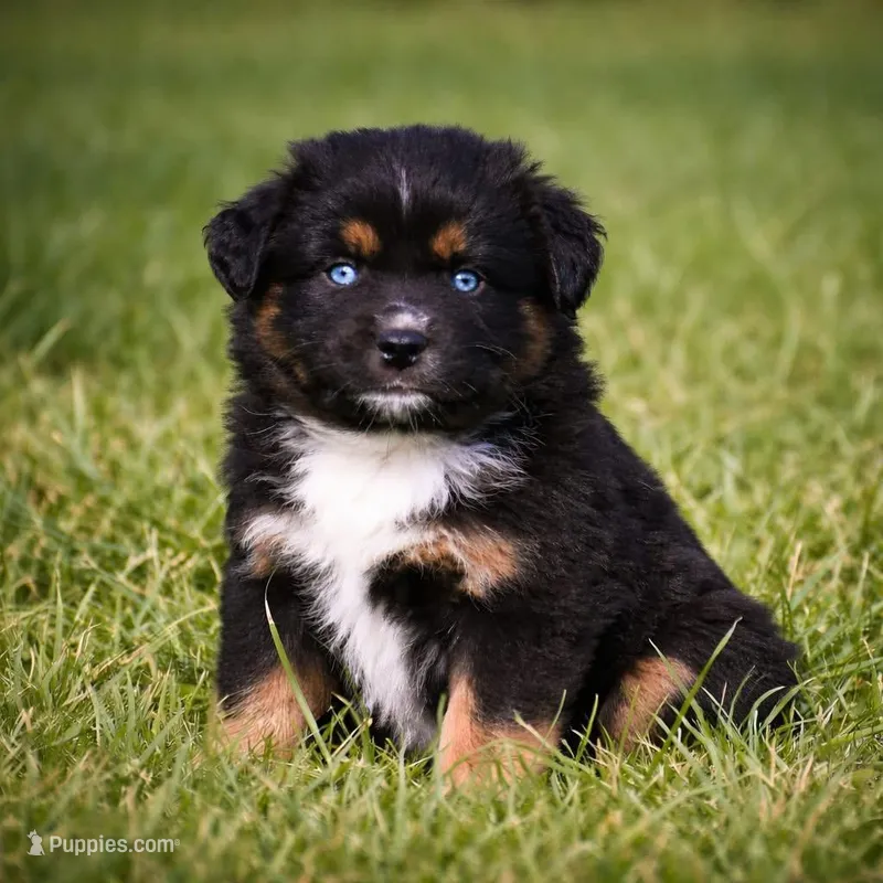 Onyx - Double Blues – Miniature Australian Shepherd puppy for sale in Mount Airy, NC