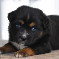 Onyx - Double Blues, a male Miniature Australian Shepherd for sale in Mount Airy, NC – Photo 7 of 10