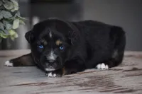 Onyx, a male Miniature Australian Shepherd for sale in Mount Airy, NC – Photo 2 of 2