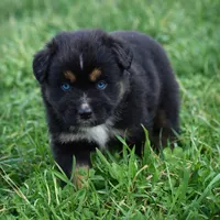 Onyx - Double Blues, a male Miniature Australian Shepherd for sale in Mount Airy, NC – Photo 10 of 10