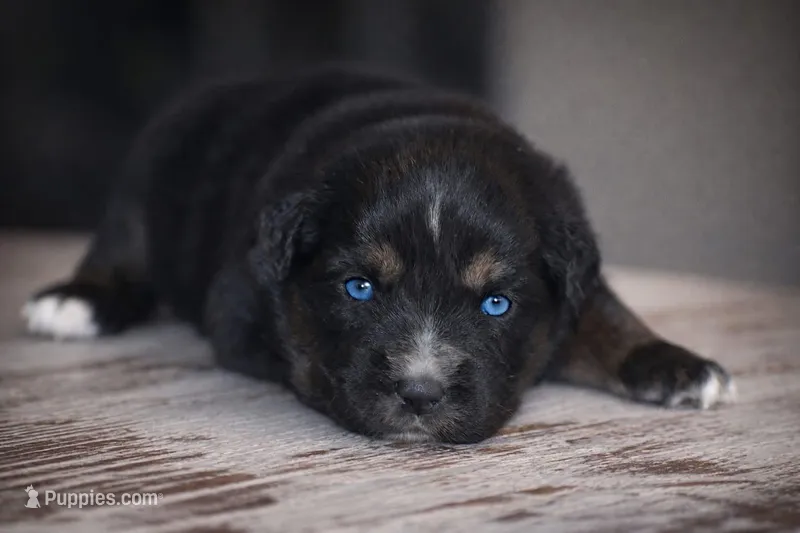 Onyx, a male Miniature Australian Shepherd for sale in Mount Airy, NC – Photo 1 of 2