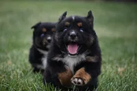 Onyx - Double Blues, a male Miniature Australian Shepherd for sale in Mount Airy, NC – Photo 4 of 10