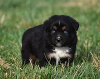 Onyx - Double Blues, a male Miniature Australian Shepherd for sale in Mount Airy, NC – Photo 5 of 10