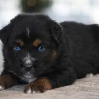 Onyx - Double Blues, a male Miniature Australian Shepherd for sale in Mount Airy, NC – Photo 8 of 10