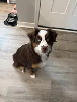 Piper, a female Miniature Australian Shepherd for sale in Hopewell, VA – Photo 2 of 2